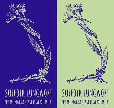 Vector drawings SUFFOLK LUNGWORT. Hand drawn illustration. Latin name PULMONA Stock Illustration