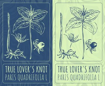 Vector drawings TRUE LOVER'S KNOT. Hand drawn illustration. Latin name PARIS  스톡 일러스트