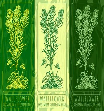 Vector drawings WALLFLOWER. Hand drawn illustration. Latin name ERYSIMUM DI.. Stock Illustration