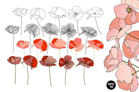 Vector drawn poppies flowers set. Various style linear and fill botanical e.. Stock Illustration