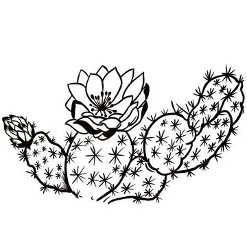 Vector drawn sketch of a cactus, doodle style with black lines Illustrazione stock