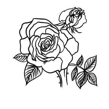 Vector drawn sketch of a rose, doodle style with black lines Illustrazione stock