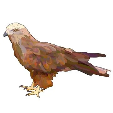 Vector eagle Stock Illustration