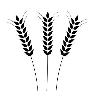 Vector Ears Of Wheat Illustrazione stock