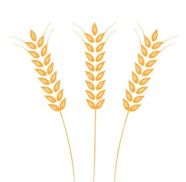Vector Ears Of Wheat Stock Illustration