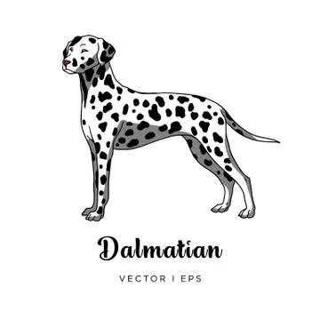 Vector editable colorful image depicting a cute spotty dalmatian dog standing Stock Illustration