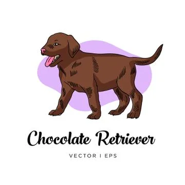 Vector editable colorful image depicting a Chocolate Brown Retriever puppy do Stock Illustration