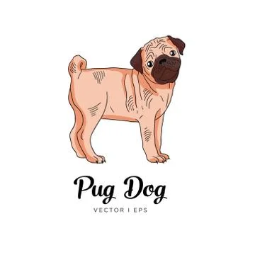 Vector editable colorful sketch of a Pug puppy dog. Isolated on a white backg Stock Illustration