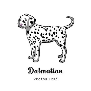 Vector editable image of a cute dalmatian puppy dog. Isolated on a white back Stock Illustration