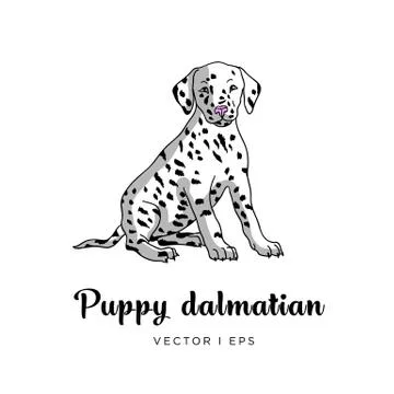 Vector editable image of a cute dalmatian puppy dog. Isolated on a white back Stock Illustration