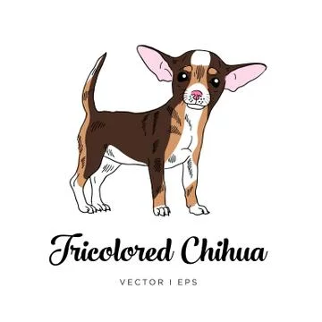 Vector editable sketch of a rare tricolor  cute chihuahua puppy dog. Isolated Stock Illustration