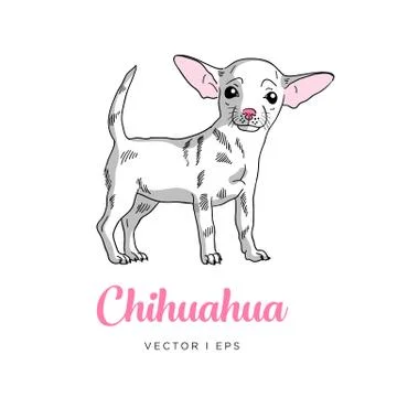 Vector editable sketch of a white cute chihuahua puppy dog. Isolated on a whi Stock Illustration