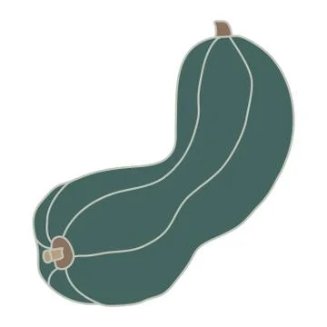 Vector elongated green pumpkin. Stock Illustration