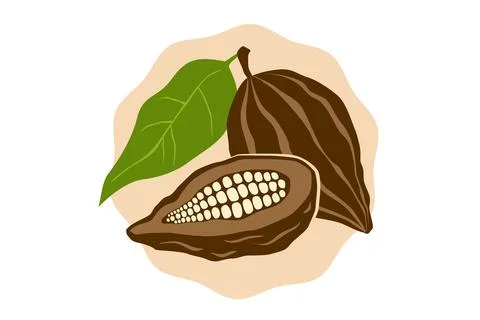 Vector emblem of cocoa beans in retro style. Vector illustration of cocoa bea Stock Illustration