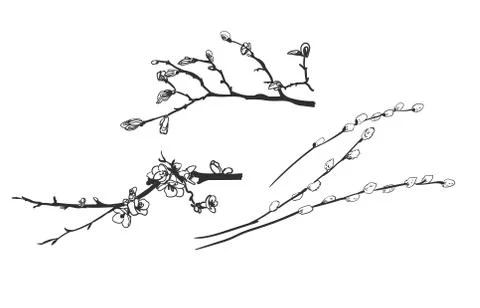 Vector engrave spring branches willow isolated sketch 스톡 일러스트