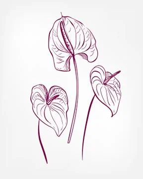 Vector engraved design elements sketch flower decorative design elements ink  Stock Illustration