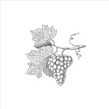 Vector engraving drawing illustration of bunch of grapes isolated on white Stock Illustration