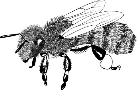 Vector engraving honey bee isolated on white Stock Illustration
