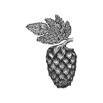 Vector engraving hops cone illustration. Stock Illustration