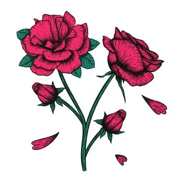 Vector etching handdrawn tatoo style rose illustration. Great for fabric, print Stock Illustration
