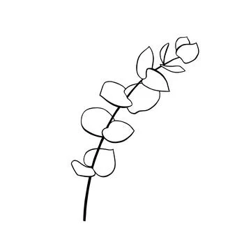 Vector eucalyptus branch hand drawn in ink. Black and white outline drawing Stock Illustration