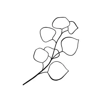 Vector eucalyptus branch hand drawn. Botanical illustration. Outline drawing Stock Illustration