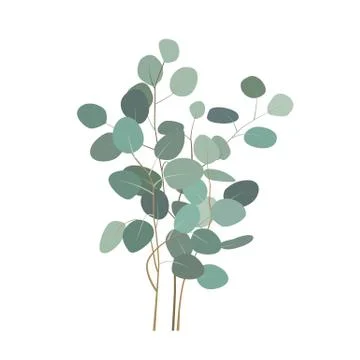 Vector eucalyptus branches or bouquet. Hand painted eucalyptus elements isola Stockillustratie