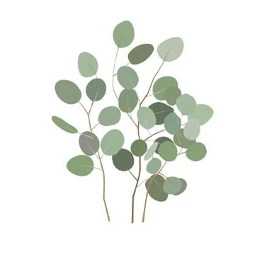 Vector eucalyptus branches or bouquet. Hand painted eucalyptus elements isola イラスト素材