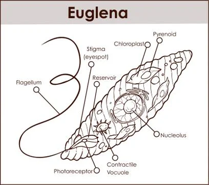 Vector Euglena Cross Section Diagram representative protists euglenoid plant Stock Illustration