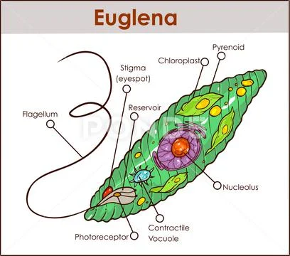 Vector Euglena Cross Section Diagram.: Graphic #135580177