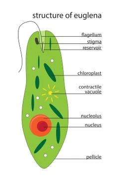 Vector euglena structure Stock Illustration
