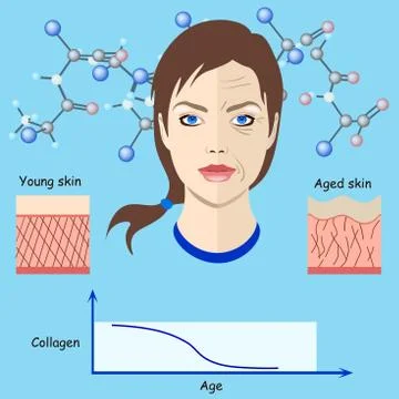 Vector faces and two types of skin - aged and young for medical and Stock Illustration