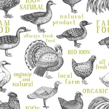 Vector farm animals background. Vintage illustration. Hand drawn farm birds Stock Illustration