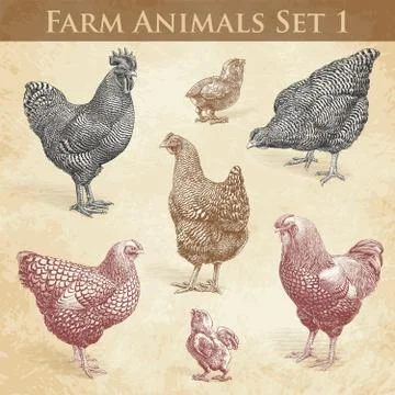 Vector Farm Animals engraving set1. Chickens and Roosters Illustrazione stock