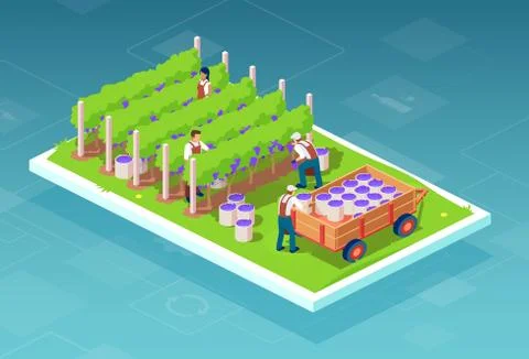 Vector of farmers collecting grapes into boxes loaded on farming tractor trai Stock Illustration