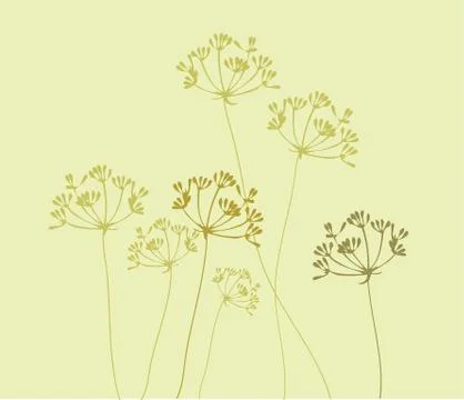 Vector Fennel Flower Stock Illustration