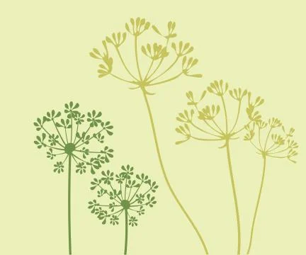 Vector Fennel Flower Stock Illustration