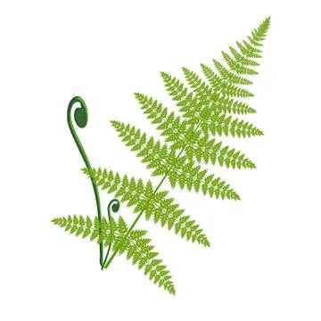 Vector fern leaf isolated on the white Stock Illustration