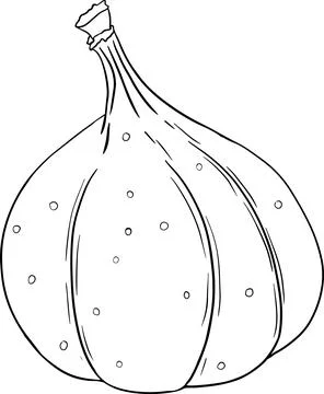 Vector figs. Fresh cartoon fig isolated on white background for coloring pages. Stock Illustration