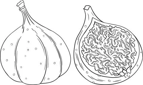 Vector figs. Fresh cartoon fig isolated on white background for coloring pages. Stock Illustration
