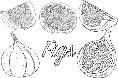 Vector figs. Fresh cartoon fig isolated on white background for coloring pages. Stock Illustration