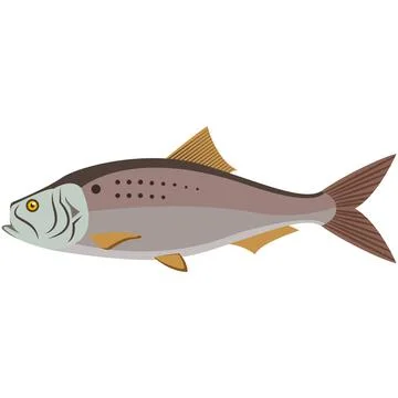 Vector fish atlantic menhaden ocean underwater wildlife Stock Illustration