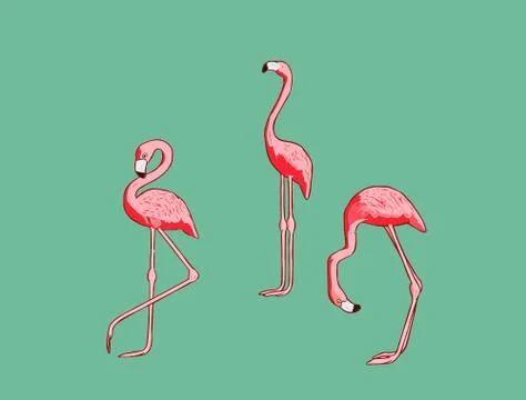 Vector with flamingo Stock Illustration
