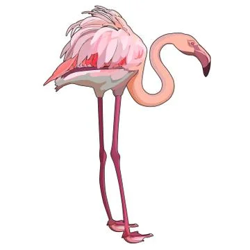 Vector flamingo Illustrazione stock