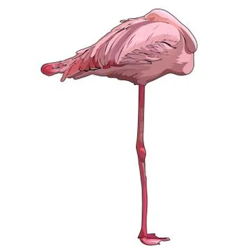 Vector flamingo Stock Illustration