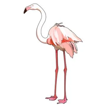 Vector flamingo Stock Illustration