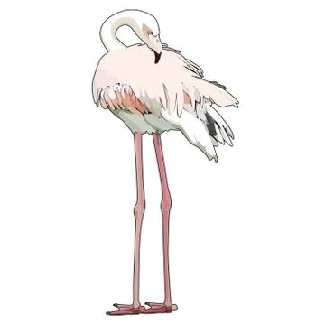 Vector flamingo Stock Illustration