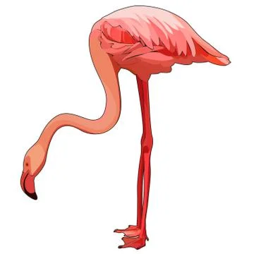 Vector flamingo Stock Illustration