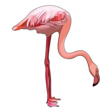 Vector flamingo Stock Illustration