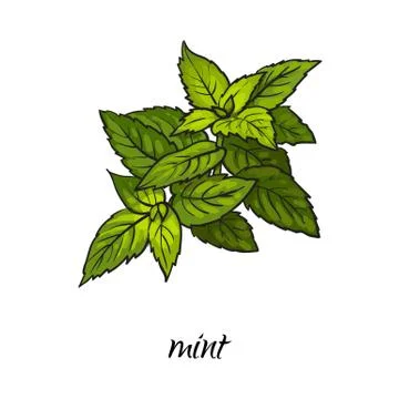 Vector flat cartoon sketch hand drawn mint leaves Stock Illustration